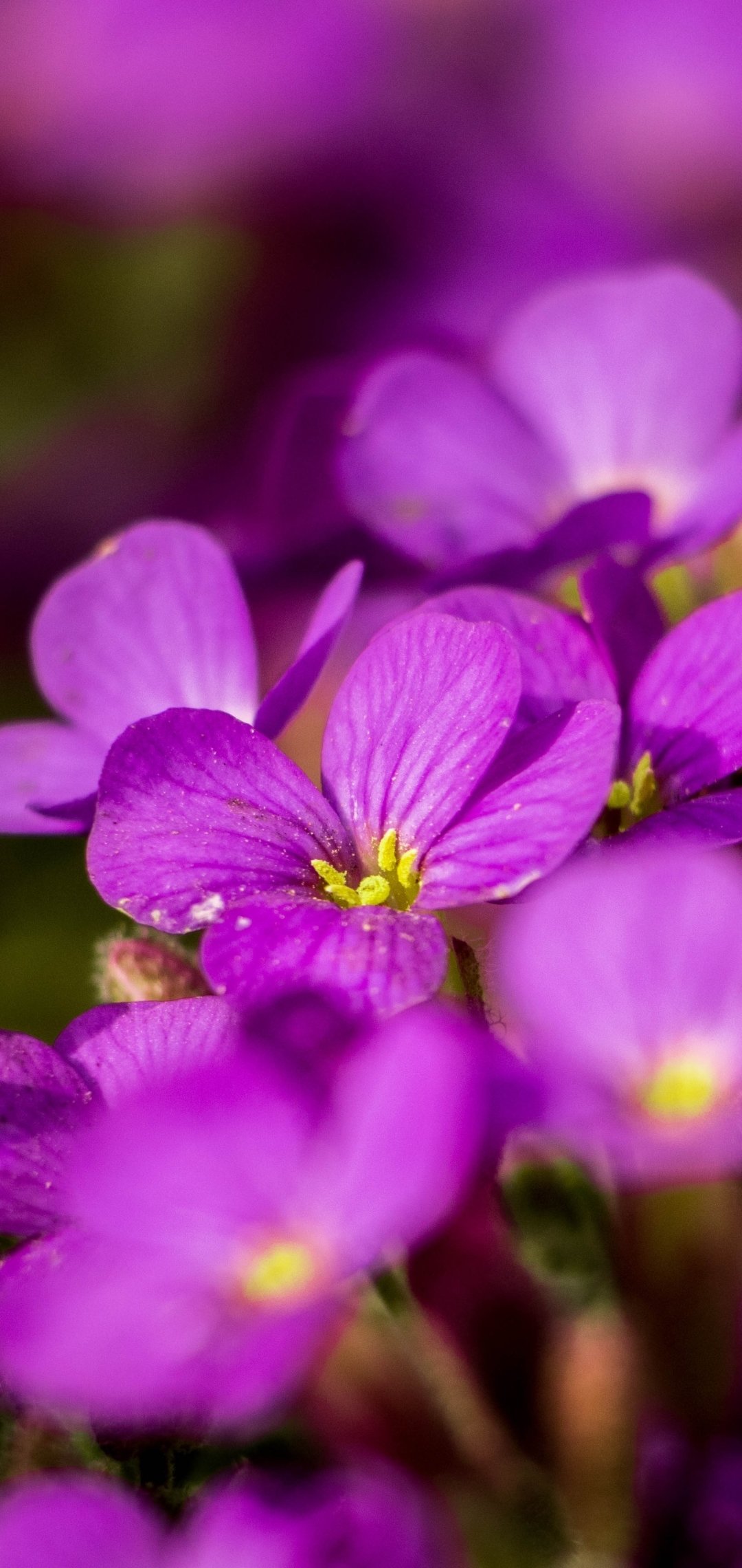 Download Plant Petal Blur Purple Flower Aubrieta Nature Flower Phone Wallpaper