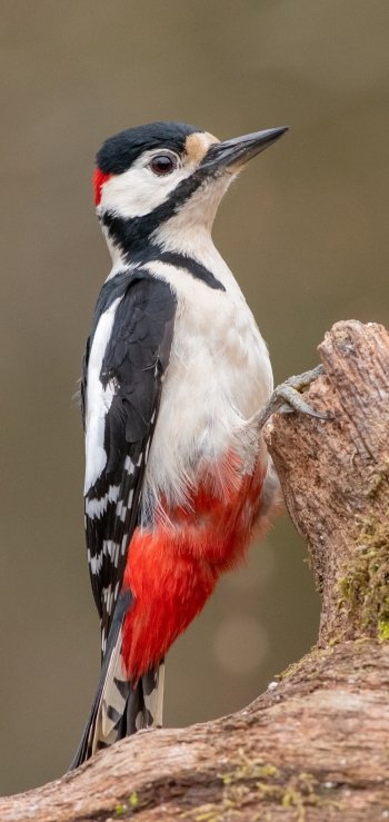 bird Animal woodpecker Phone Wallpaper