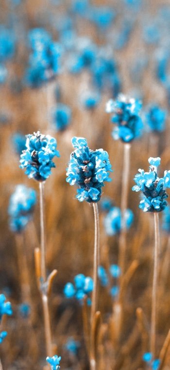  Blue flowers field