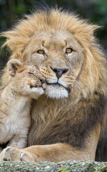  Lion with his Cub