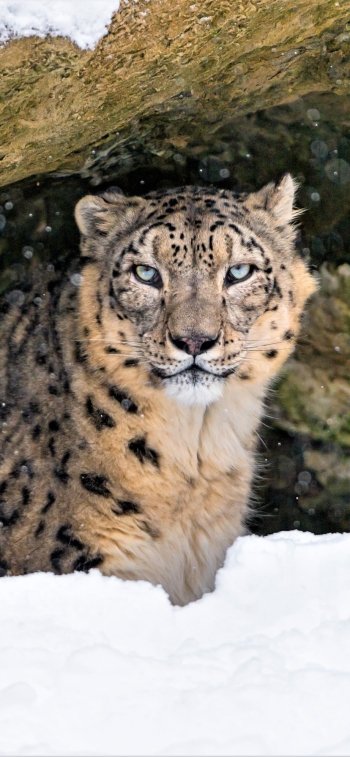 winter Animal snow leopard Phone Wallpaper