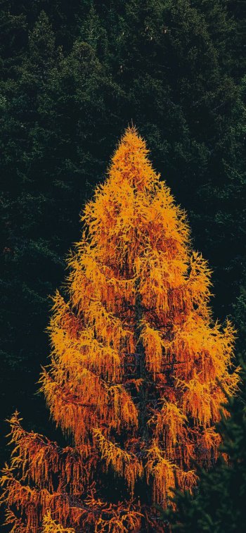 nature tree Phone Wallpaper