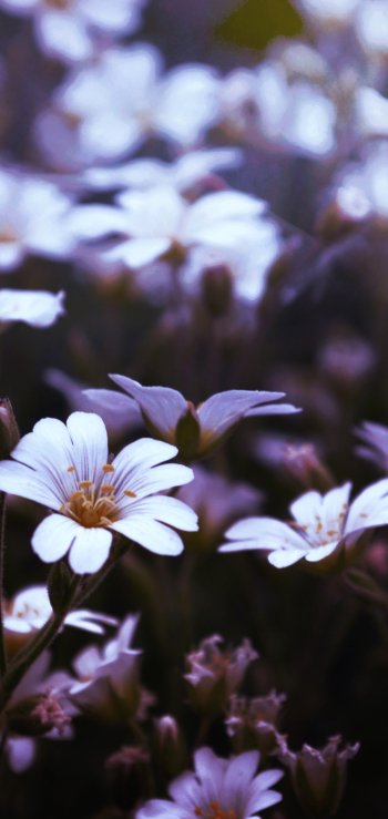 blur white flower nature flower Phone Wallpaper