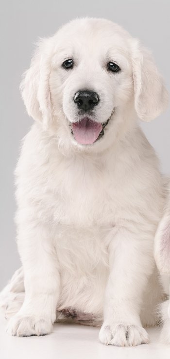 baby animal puppy dog Animal golden retriever Phone Wallpaper