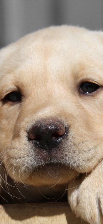  Labrador Retriever puppy