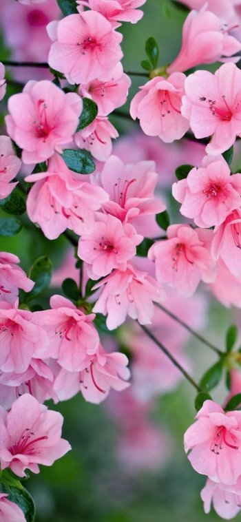  Pink Blossoms