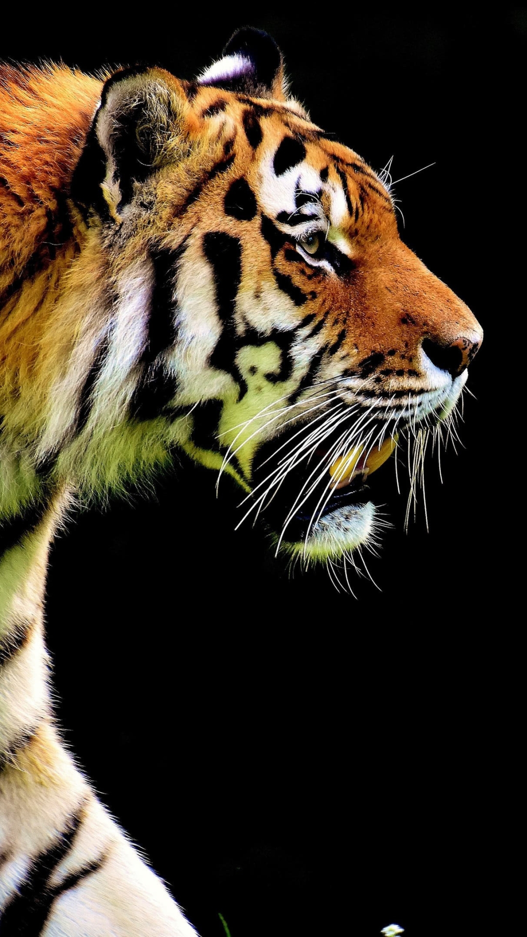 Tiger HD wallpaper  Peakpx