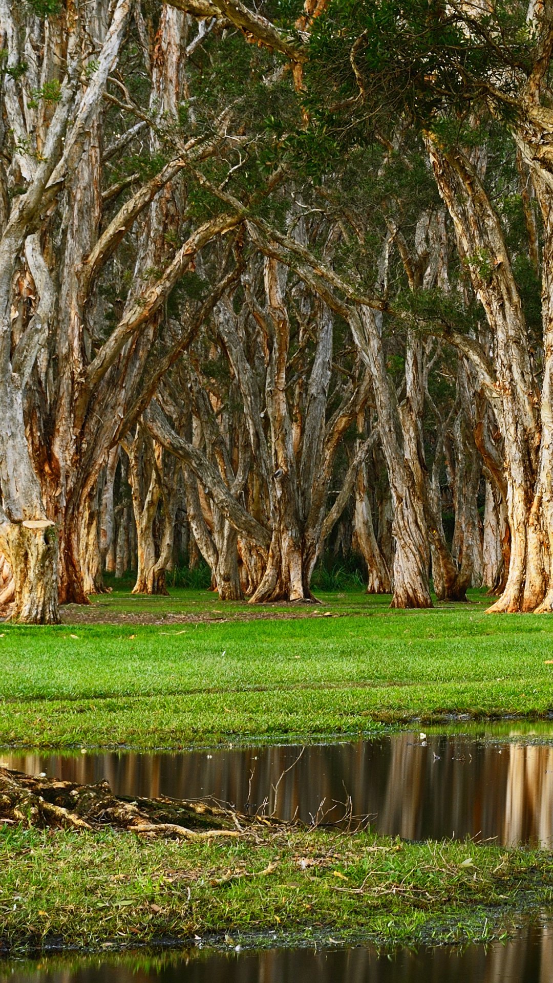 Centennial Park - Desktop Wallpapers, Phone Wallpaper, PFP, Gifs, and More!