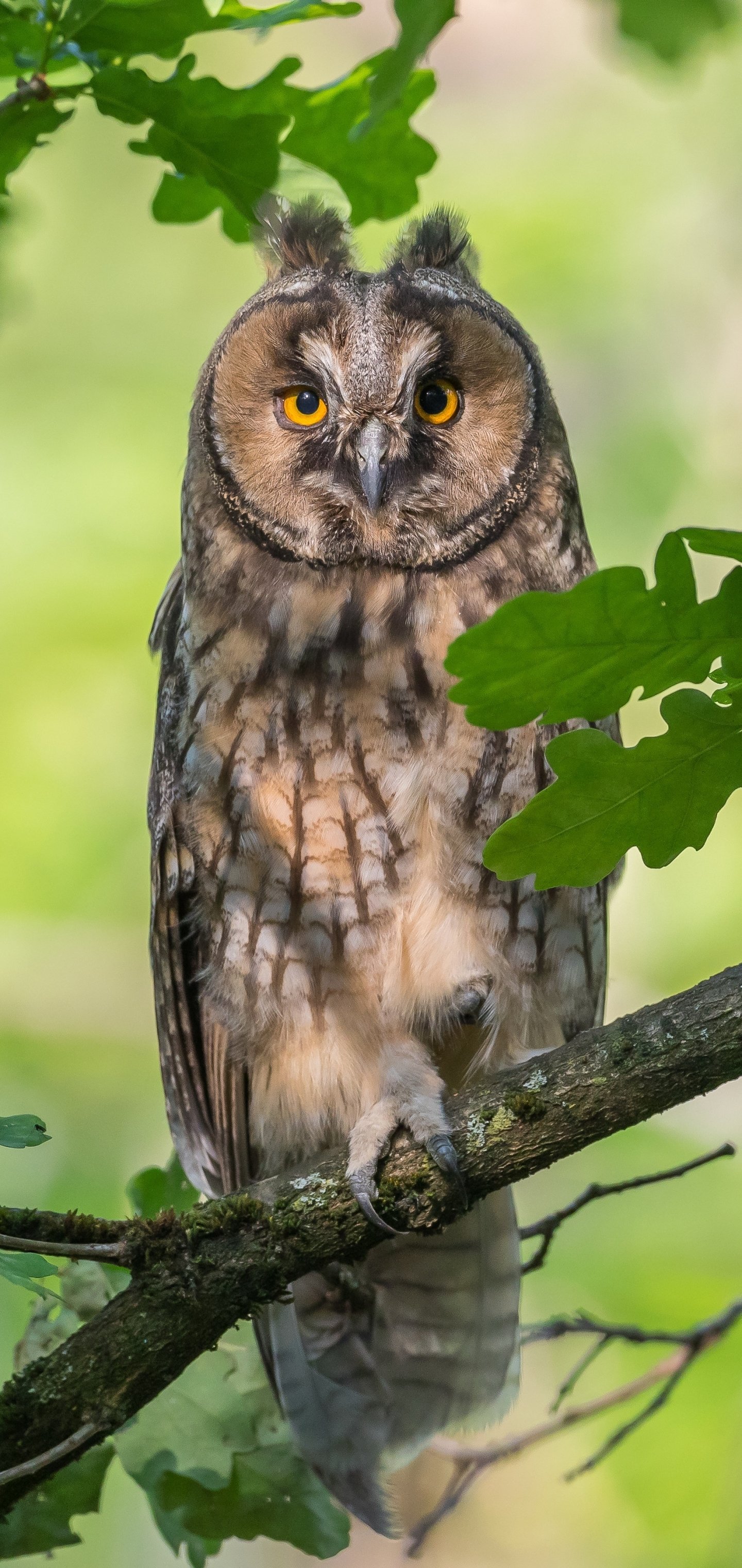 Long-eared Owl Phone Wallpapers