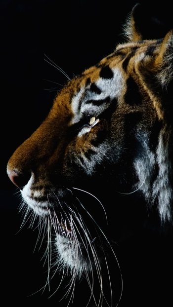 Animal tiger Phone Wallpaper
