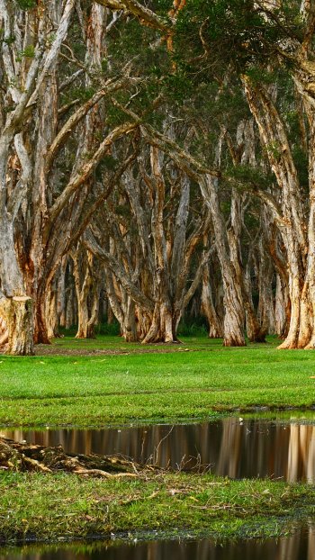  Centennial Park, Australia by Anton Gorlin