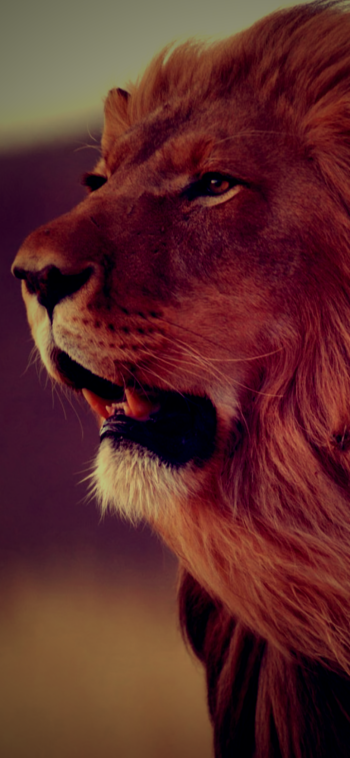 Animal lion Phone Wallpaper