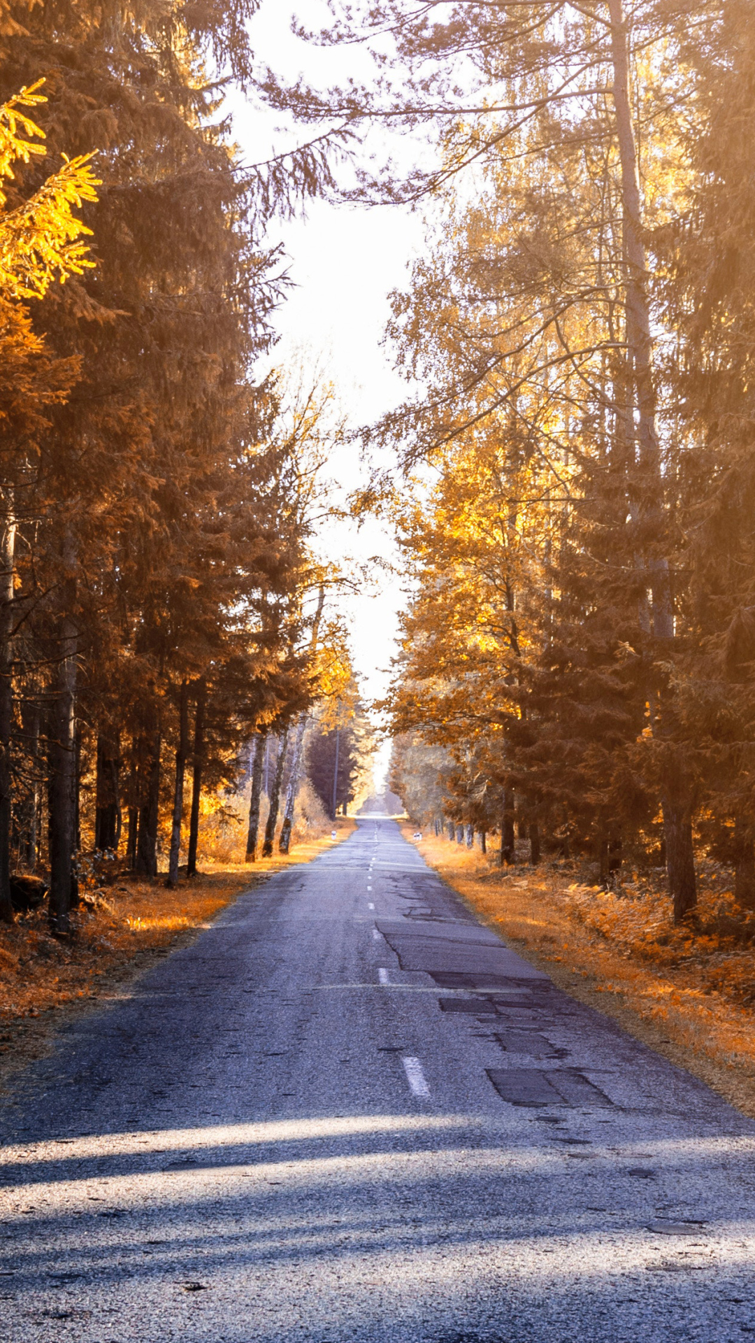 Autumn Road by Artem Saranin