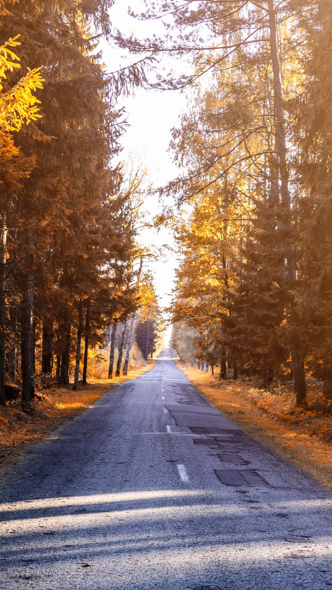 Phone wallpaper portrait of a man-made paved road through tall trees with golden fall foliage, sunlight filtering down the lane toward a bright vanishing point.
