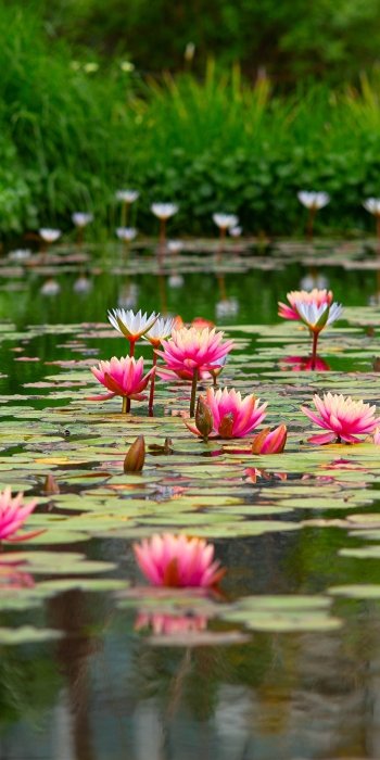 pink flower pond flower water nature lotus Phone Wallpaper