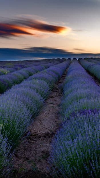 nature field lavender Phone Wallpaper