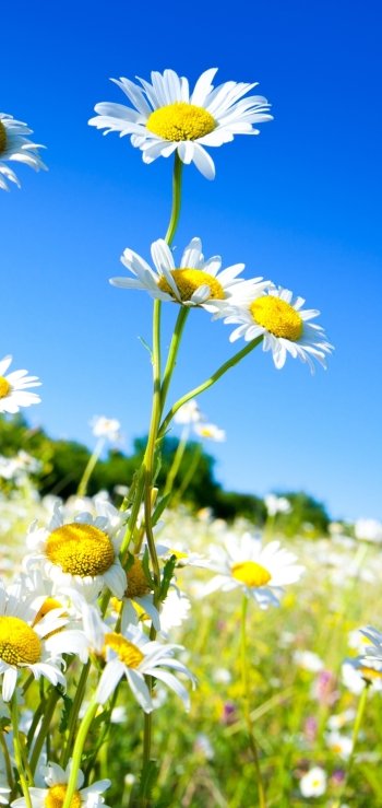 white flower flower summer nature daisy Phone Wallpaper