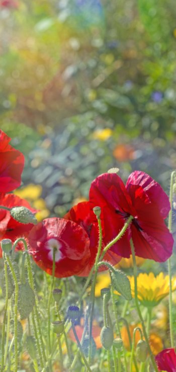  Colorful Poppies in a Field of Mist