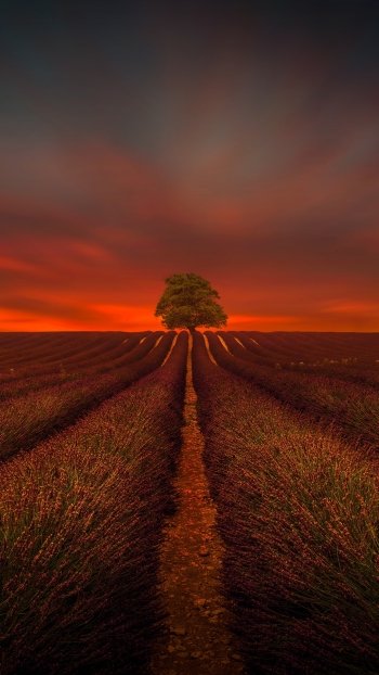 nature lonely tree lavender field Phone Wallpaper