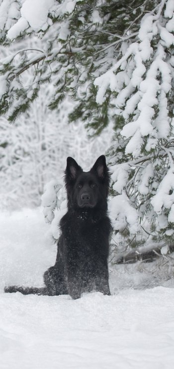dog snow winter Animal german shepherd Phone Wallpaper