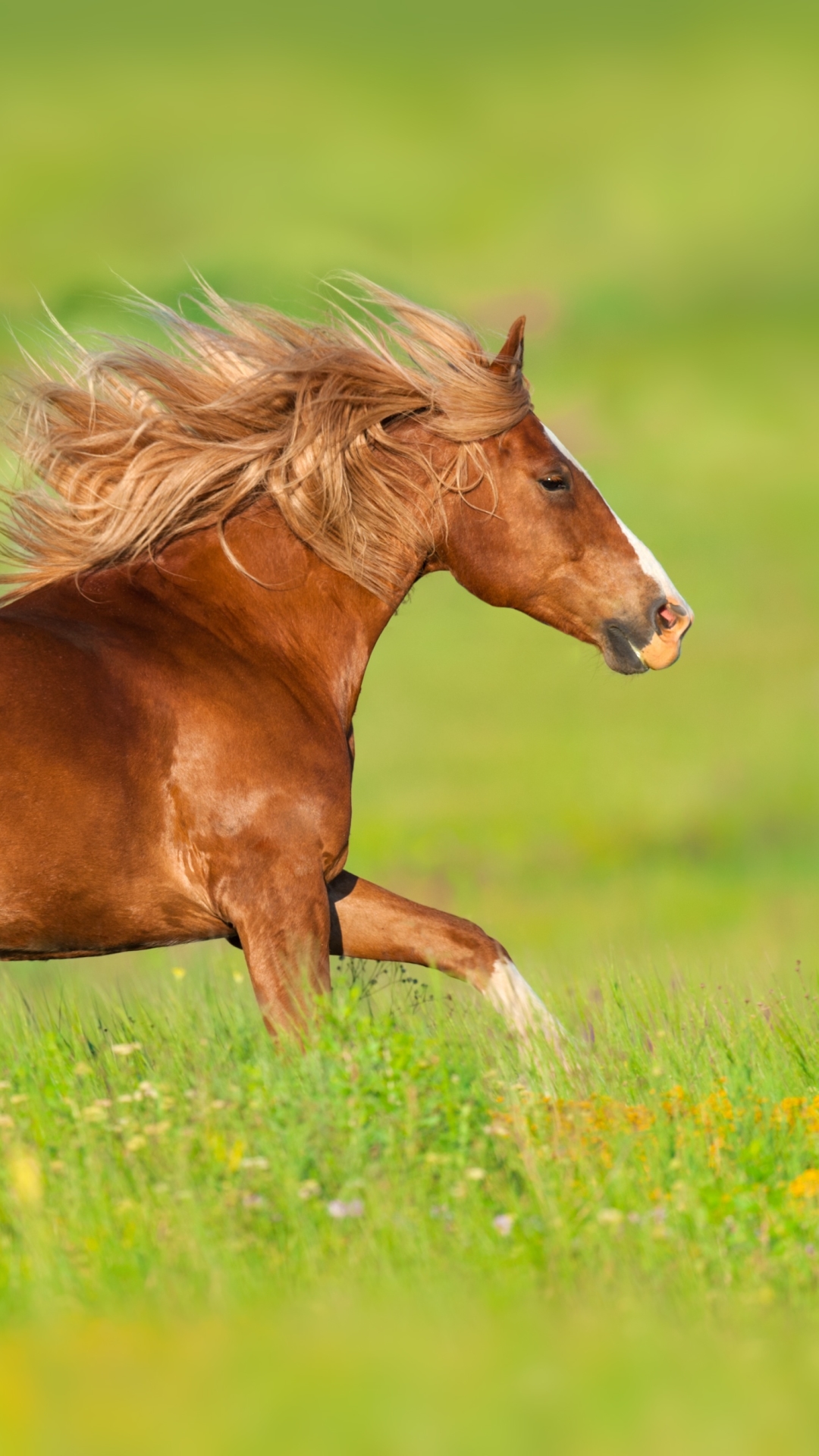 Horse Phone Wallpaper Mobile Abyss