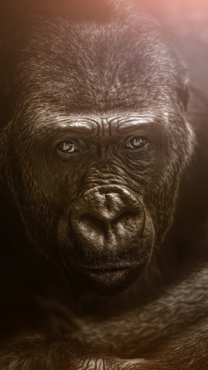 Gorilla Phone Wallpaper by Chris Frank