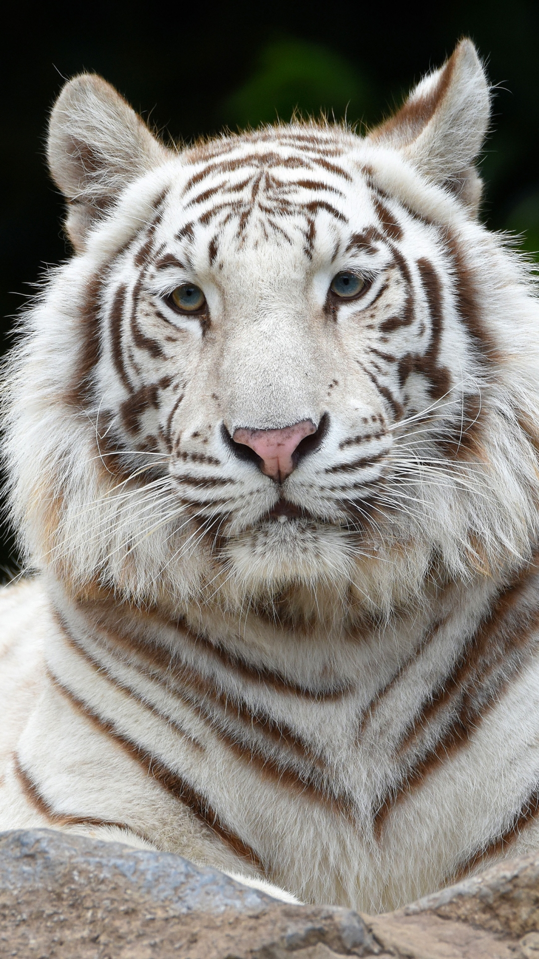 White Tiger Phone Wallpaper