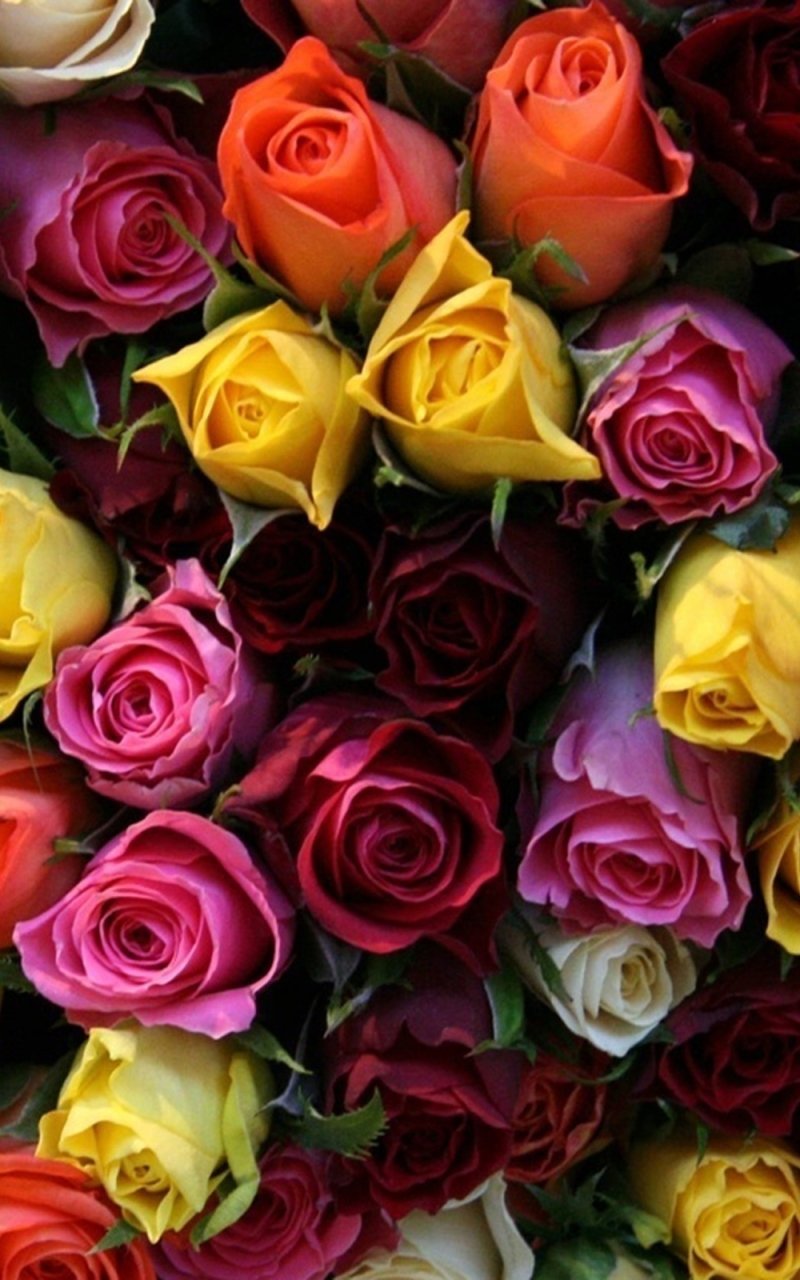 Download White Flower Orange Flower Pink Flower Yellow Flower Colorful Nature Rose Phone Wallpaper