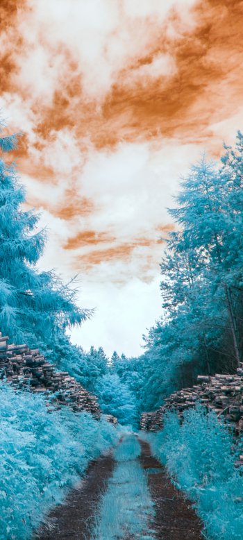 nature path Phone Wallpaper