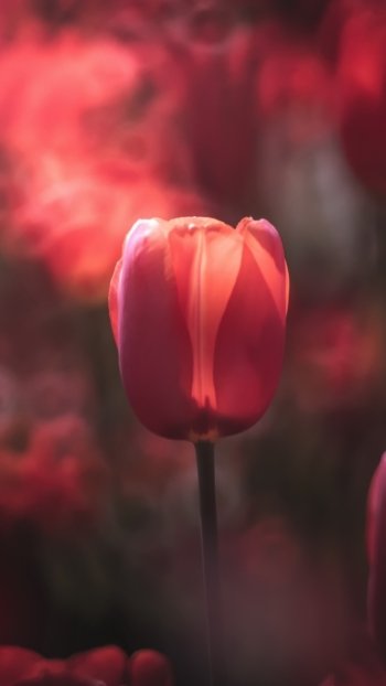 red flower macro flower nature tulip Phone Wallpaper