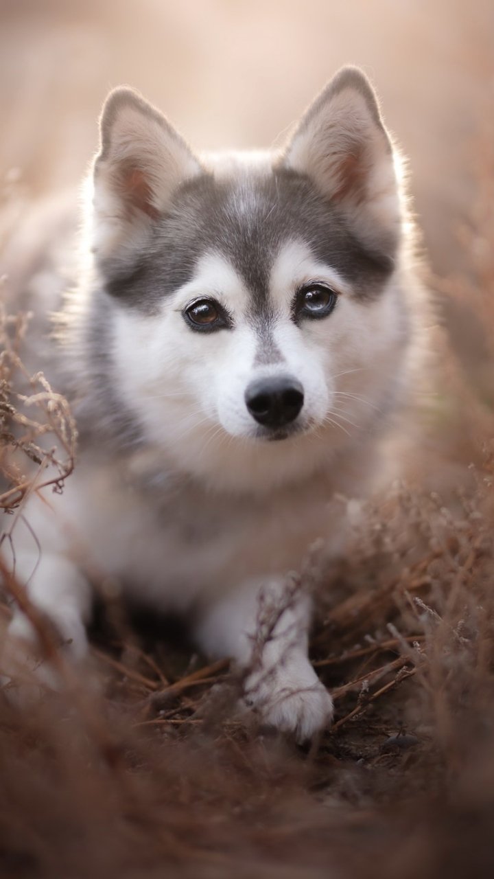 Phone wallpaper of a fluffy husky puppy — a baby dog (animal) with soft fur and soulful eyes framed by warm, blurred natural tones.