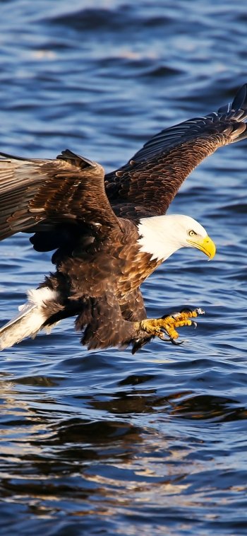  The Eagle Has Landed