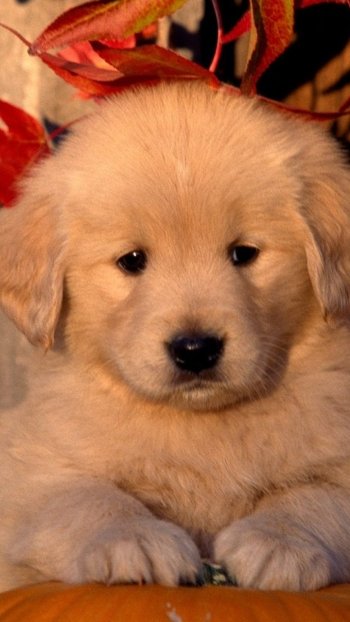 Animal golden retriever Phone Wallpaper