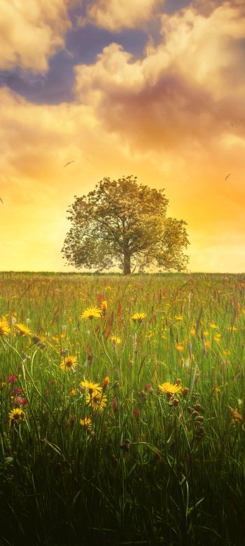  Lonely tree by Chris Frank