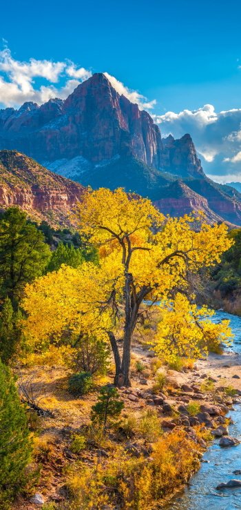 river nature Zion National Park Phone Wallpaper