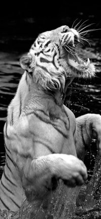 Cool Tiger iPhone Wallpapers  Top Free Cool Tiger iPhone Backgrounds   WallpaperAccess