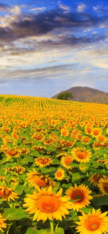 summer field yellow flower flower nature sunflower Phone Wallpaper