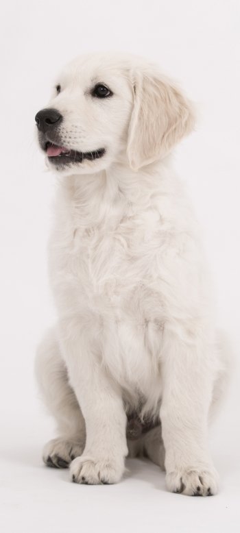  Cute Golden Retriever Puppy by Nick_H