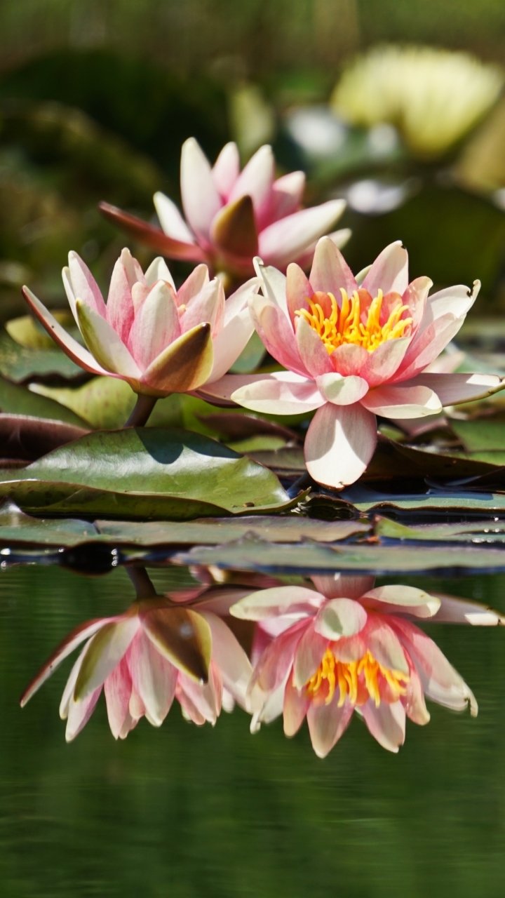 Download Pink Flower Flower Nature Lotus Phone Wallpaper