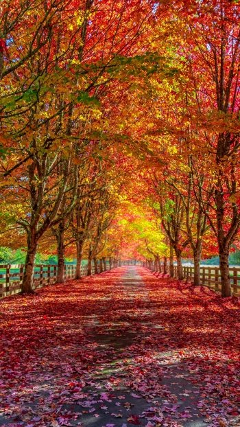 path photography fall Phone Wallpaper