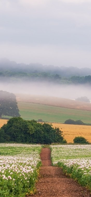 path fog nature field Phone Wallpaper
