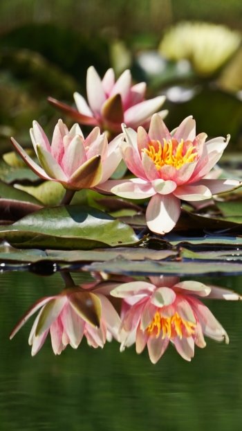 reflection pink flower flower nature lotus Phone Wallpaper