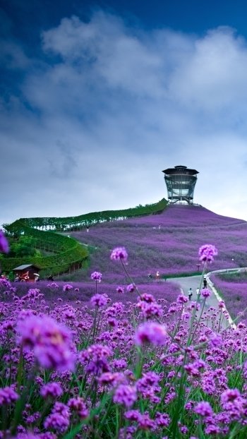  Purple Flower Field in Mountains of China