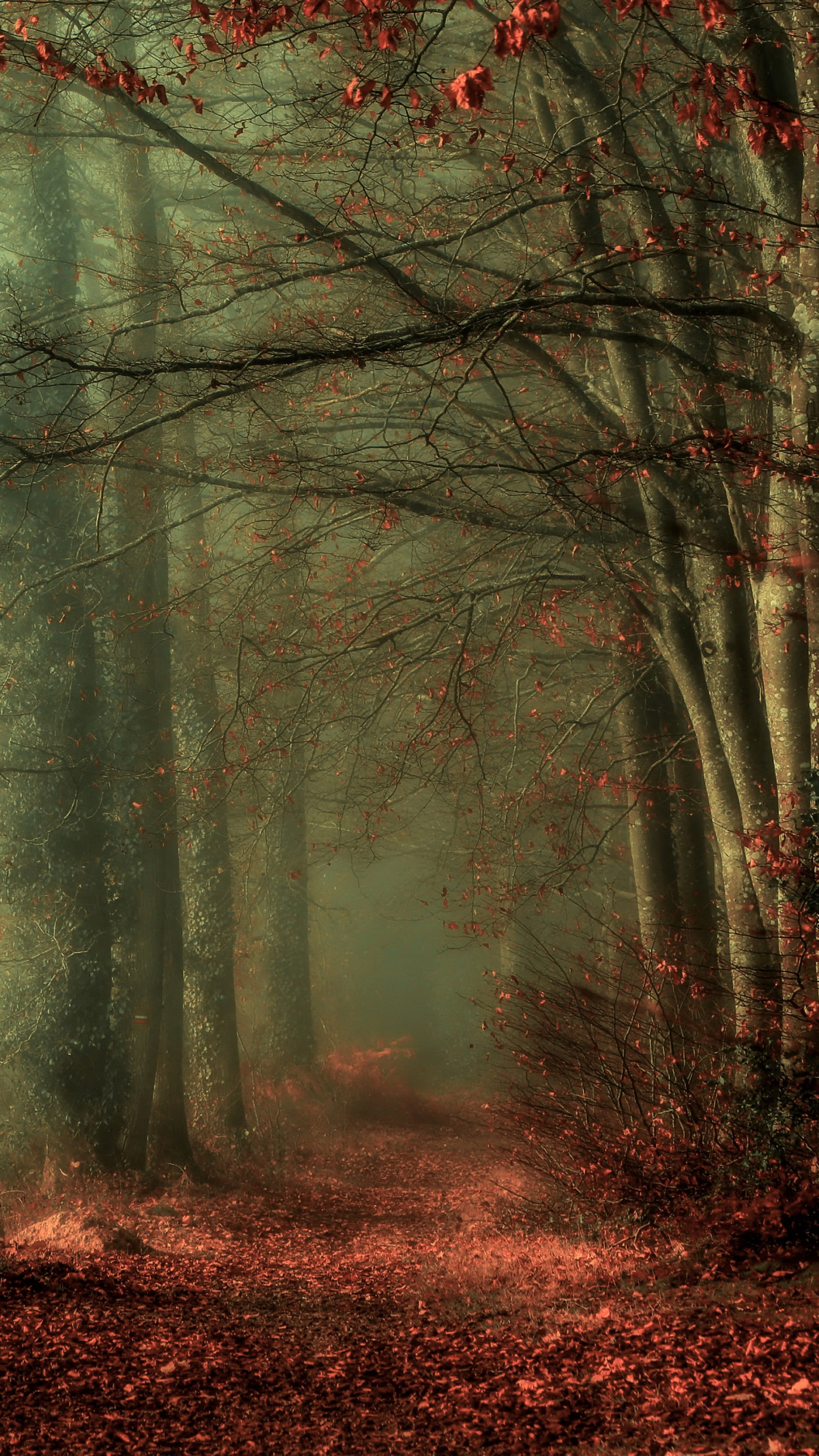 Misty Autumn Path
