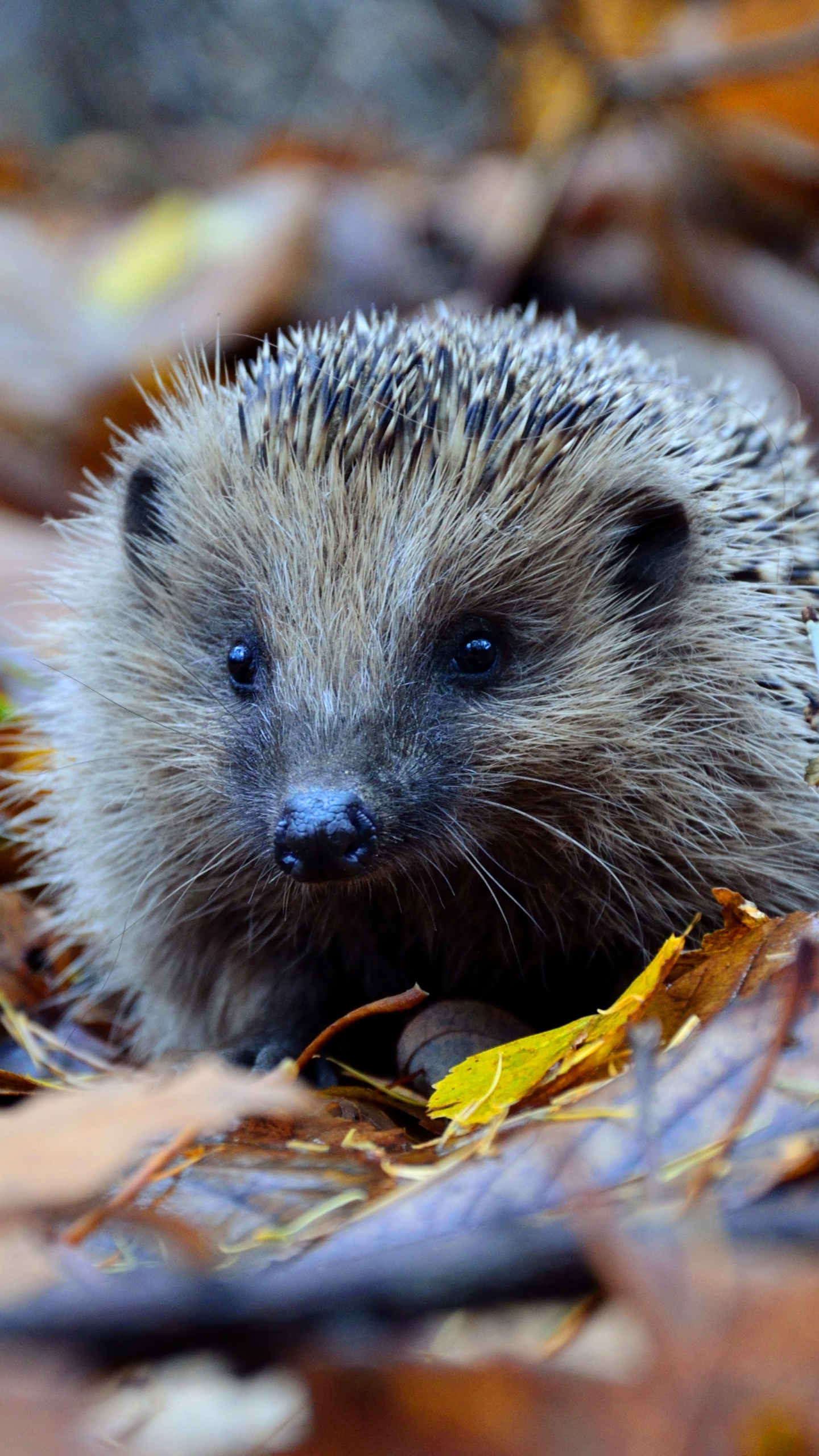 Hedgehog Walking Through Fall Leaves