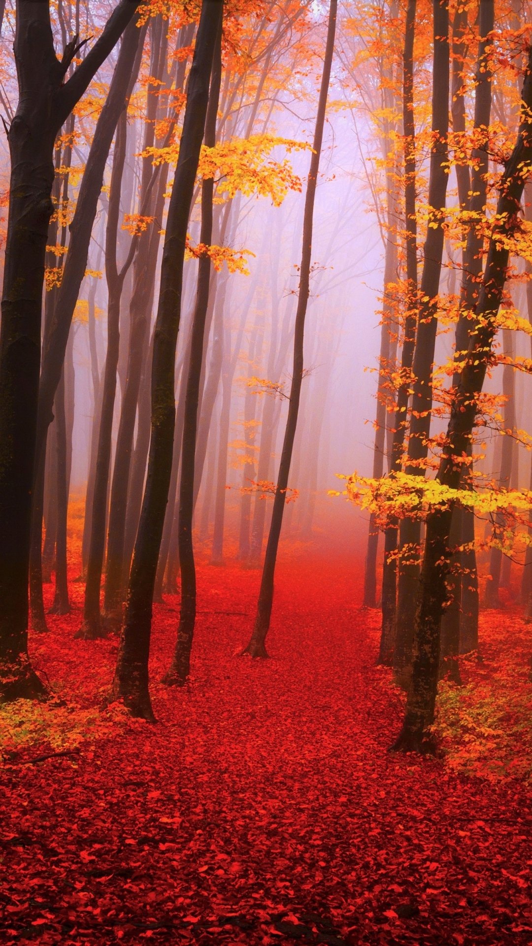 Download Fog Fall Nature Forest Phone Wallpaper