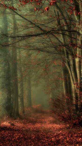  Misty Autumn Path