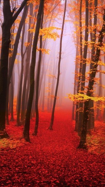  Misty Autumn Forest