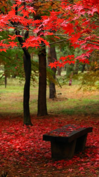  Trees Shed Their Leaves to Form a Carpet🍁