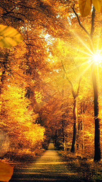 sunbeam fall forest nature path Phone Wallpaper